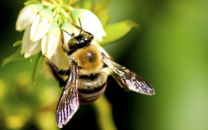 „Śląskie dla pszczół” w 2023 r.